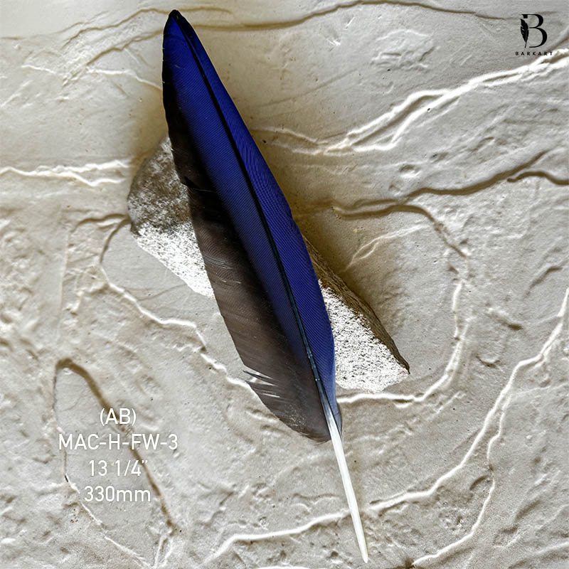 (image for) MAC-H-FW-3 Hyacinth Macaw Flight Wing Feather - Click Image to Close