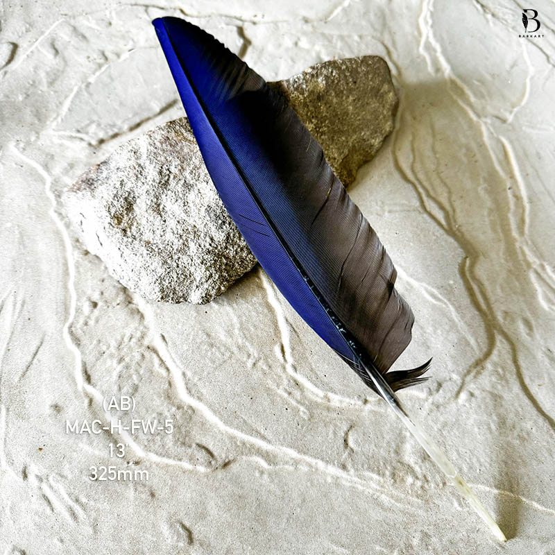 (image for) MAC-H-FW-5 Hyacinth Macaw Flight Wing Feather - Click Image to Close