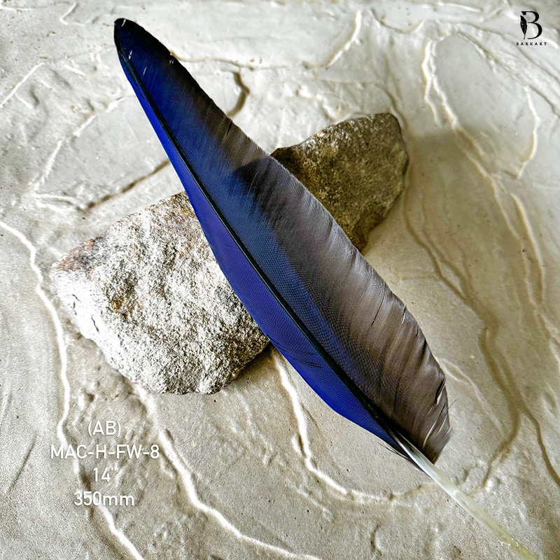 (image for) MAC-H-FW-8 Hyacinth Macaw Flight Wing Feather - Click Image to Close