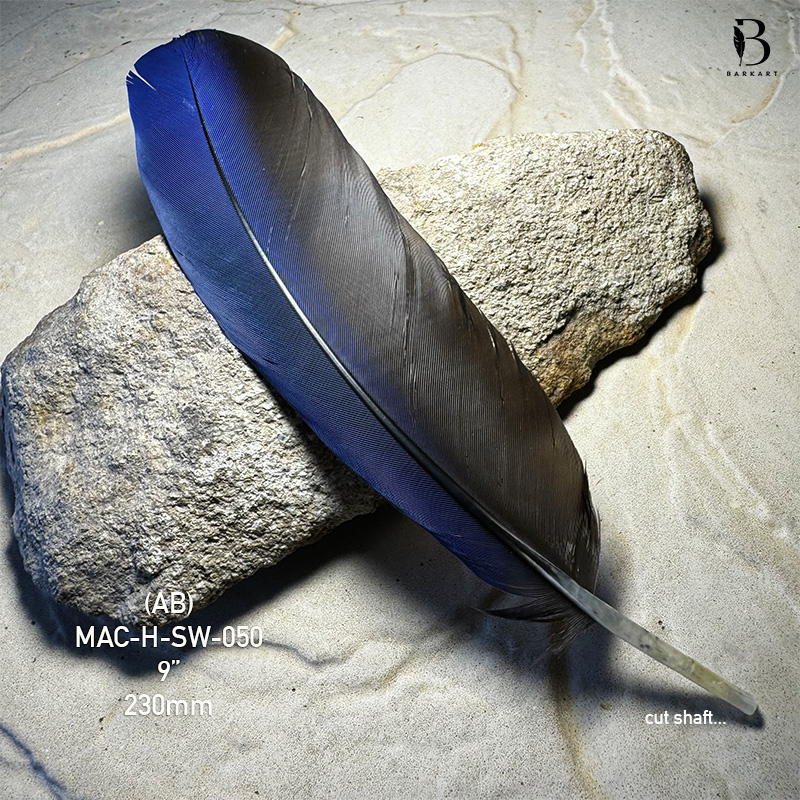 (image for) MAC-H-SW-050 Hyacinth Macaw Secondary Wing Feather