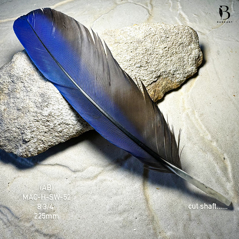 (image for) MAC-H-SW-052 Hyacinth Macaw Secondary Wing Feather
