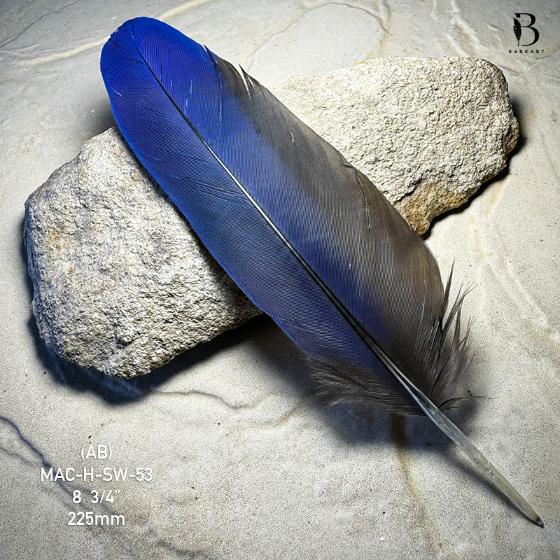 (image for) MAC-H-SW-053 Hyacinth Macaw Secondary Wing Feather - Click Image to Close