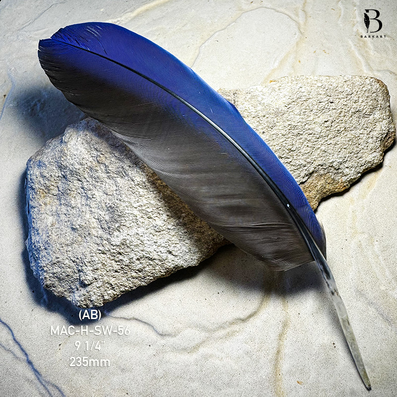(image for) MAC-H-SW-56 Hyacinth Macaw Secondary Wing Feather