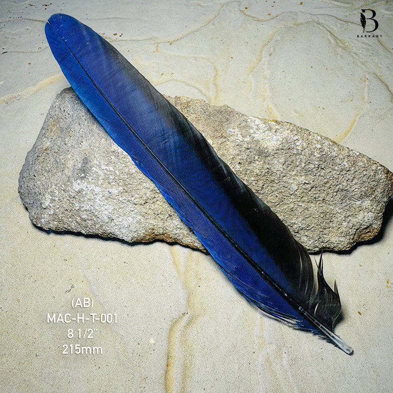 (image for) MAC-H-T-001 Hyacinth Macaw Tail Feather