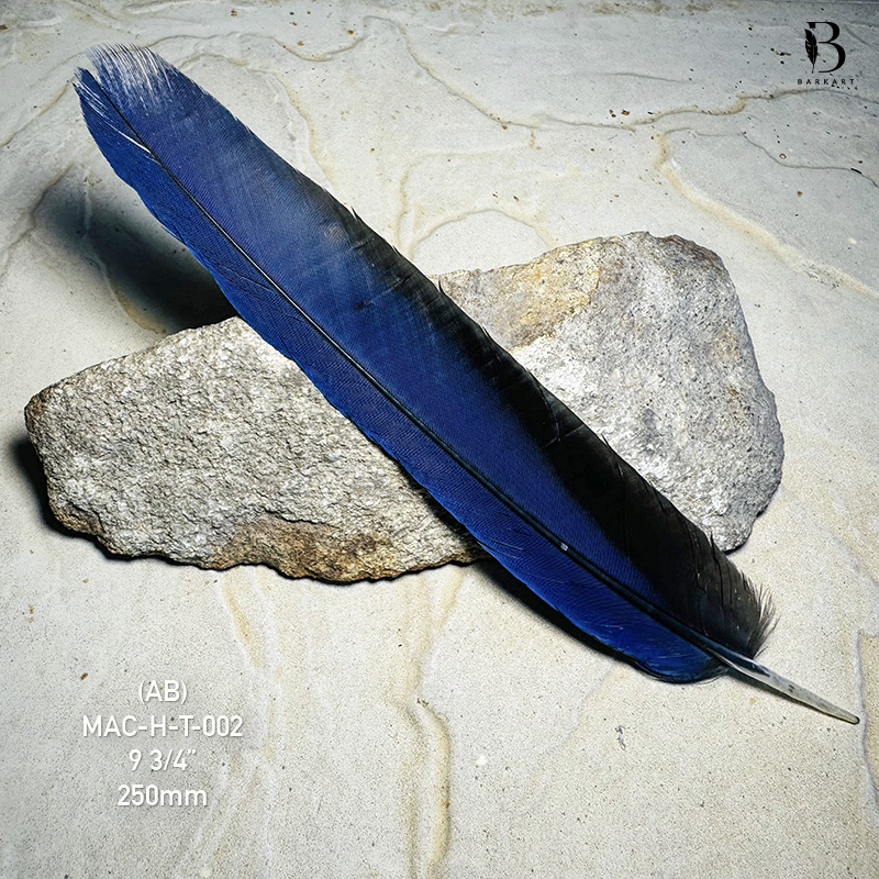 (image for) MAC-H-T-002 Hyacinth Macaw Tail Feather