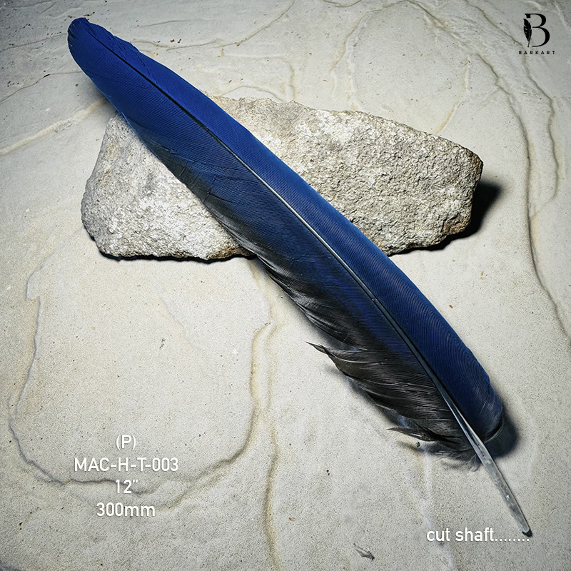 (image for) MAC-H-T-003 Hyacinth Macaw Tail Feather - Click Image to Close