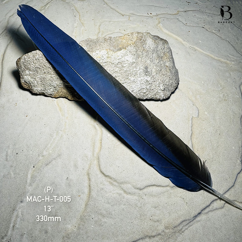 (image for) MAC-H-T-005 Hyacinth Macaw Tail Feather