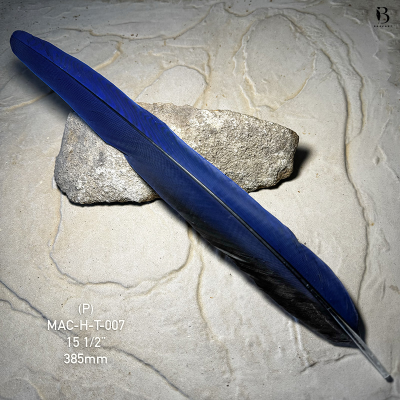 (image for) MAC-H-T-007 Hyacinth Macaw Tail Feather