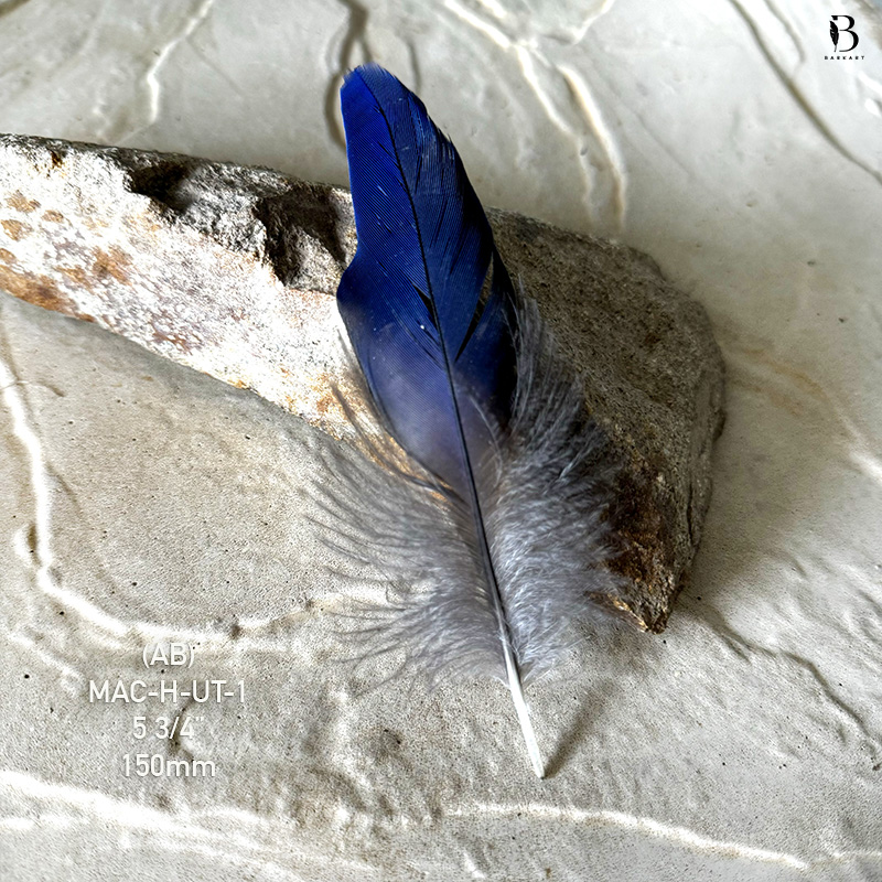 (image for) MAC-H-UT-1 Hyacinth Macaw Upper Tail Feather