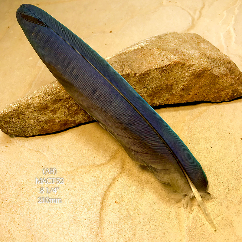 (image for) MACT-52 Macaw Tail Feather
