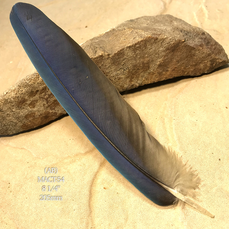 (image for) MACT-54 Macaw Tail Feather