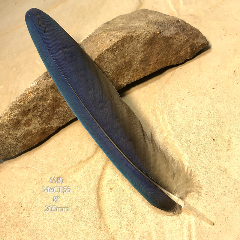 (image for) MACT-55 Macaw Tail Feather