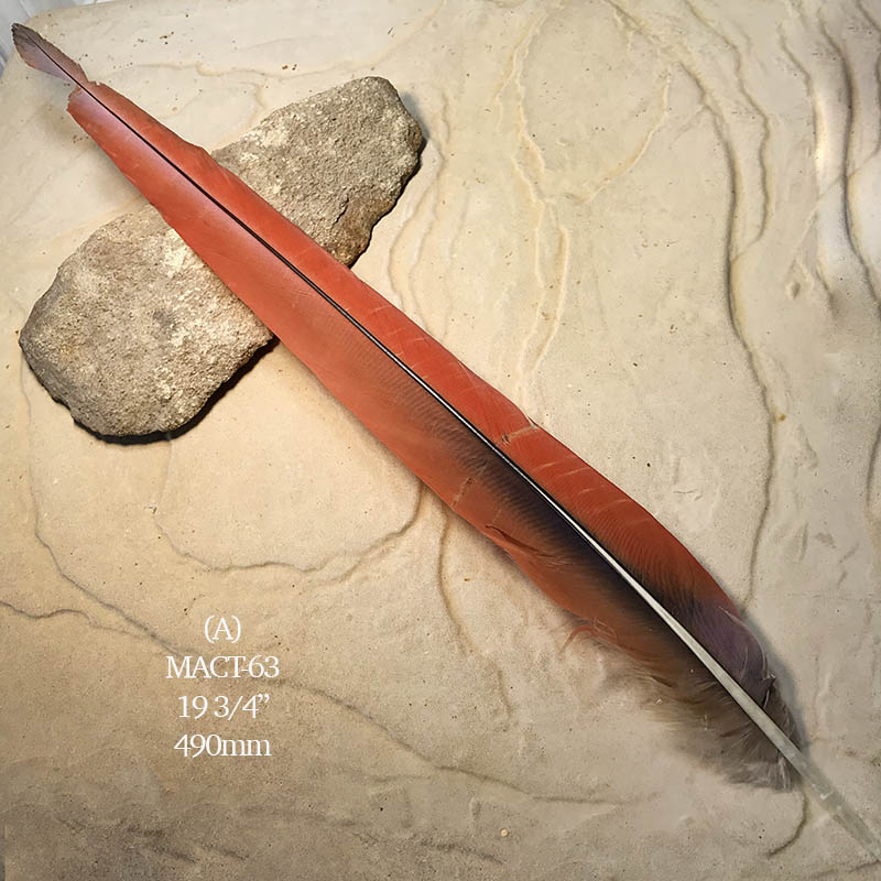 (image for) MACT-63 Macaw Tail Feather
