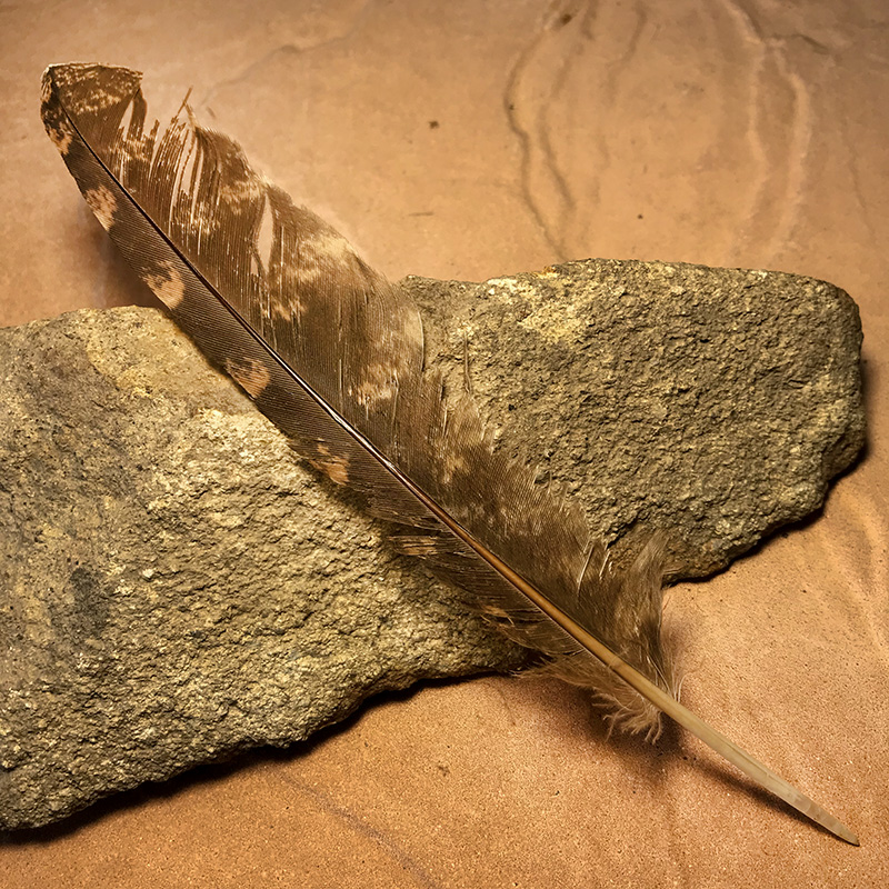 (image for) 220mm Marbled Frogmouth Flight Wing Feather MFW-210