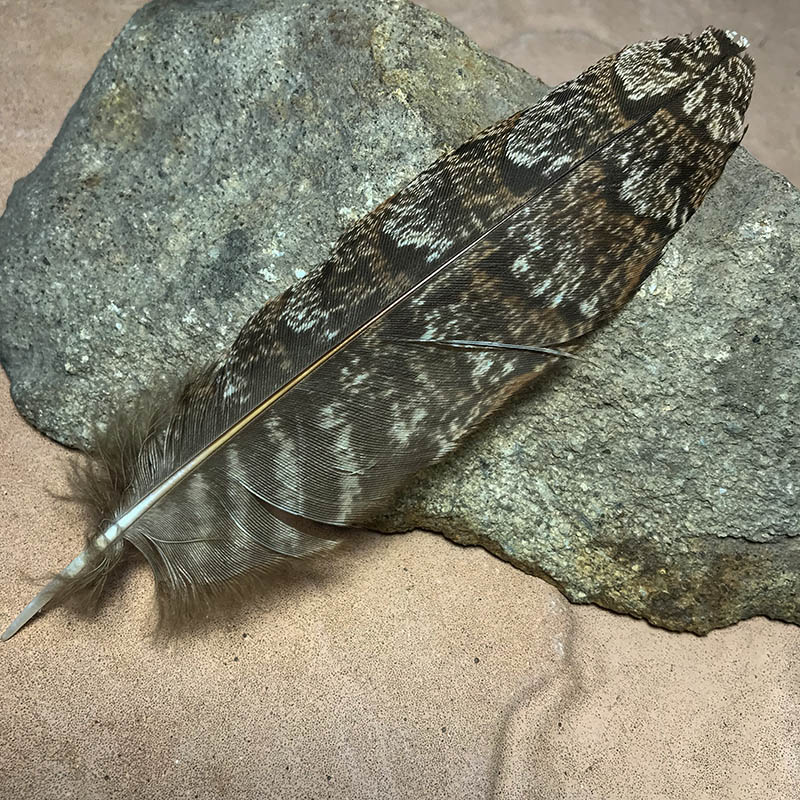 (image for) 150mm Marbled Frogmouth Shoulder Feather - MFS-205