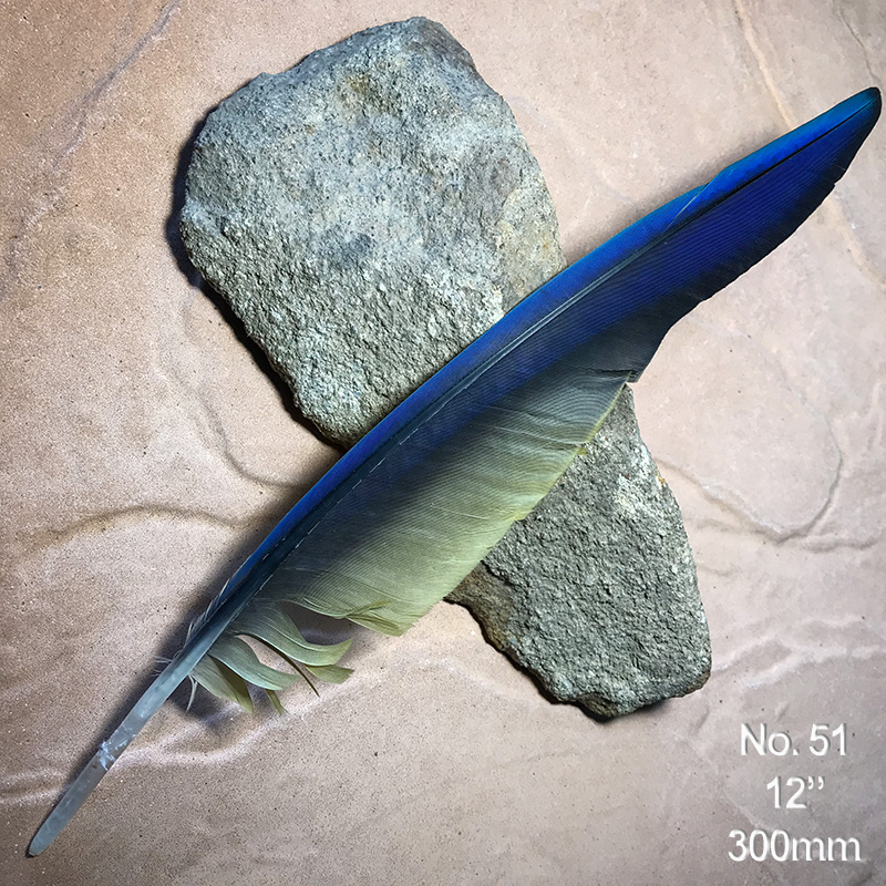 (image for) No.51 Macaw Wing Flight Feather