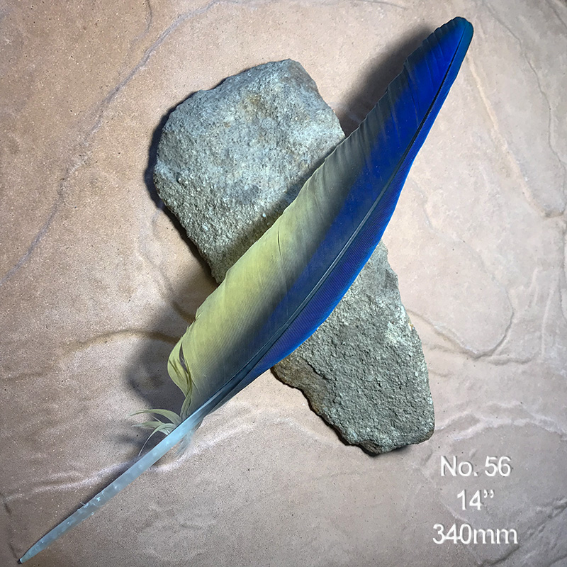 (image for) No.56 Macaw Wing Flight Feather