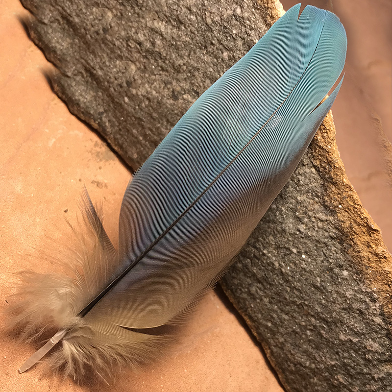 (image for) Lot 16 Macaw Shoulder Plumage Feather - Click Image to Close