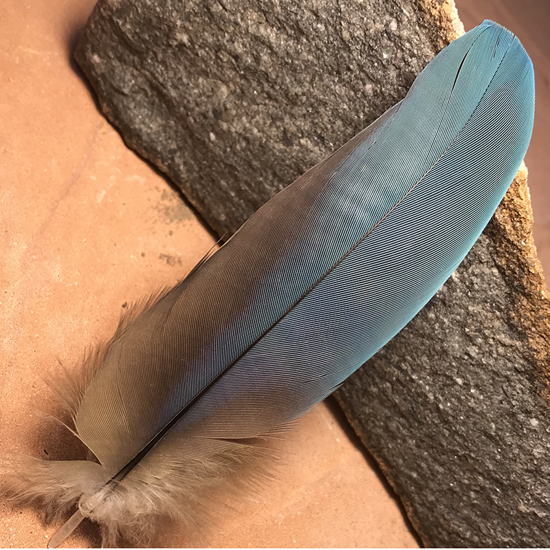 (image for) Lot 17 Macaw Shoulder Plumage Feather - Click Image to Close