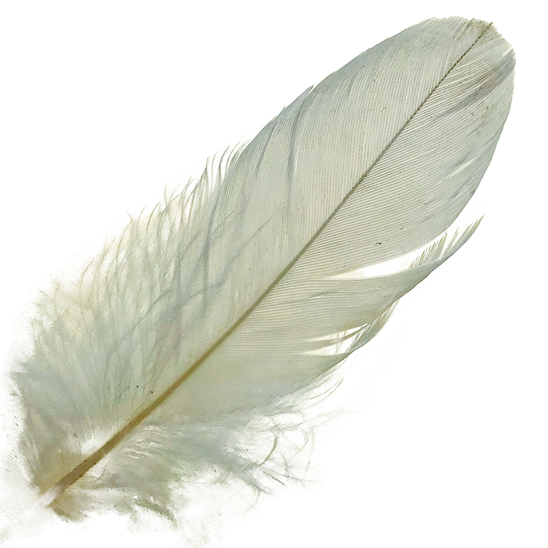 (image for) No.06 Major Mitchell Cockatoo Shoulder Feather - Click Image to Close