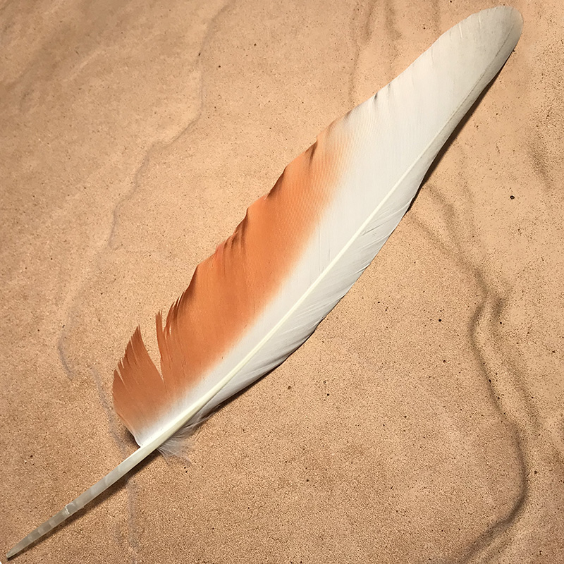 (image for) No.02 Major Mitchell Flight Wing Feather