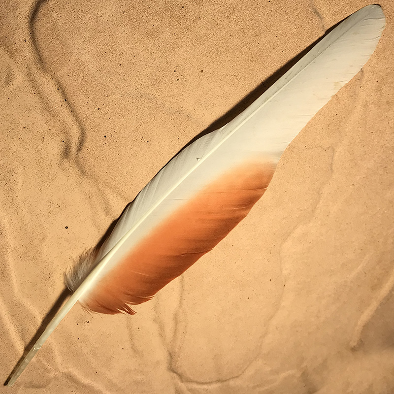 (image for) No.05 Major Mitchell Flight Wing Feather