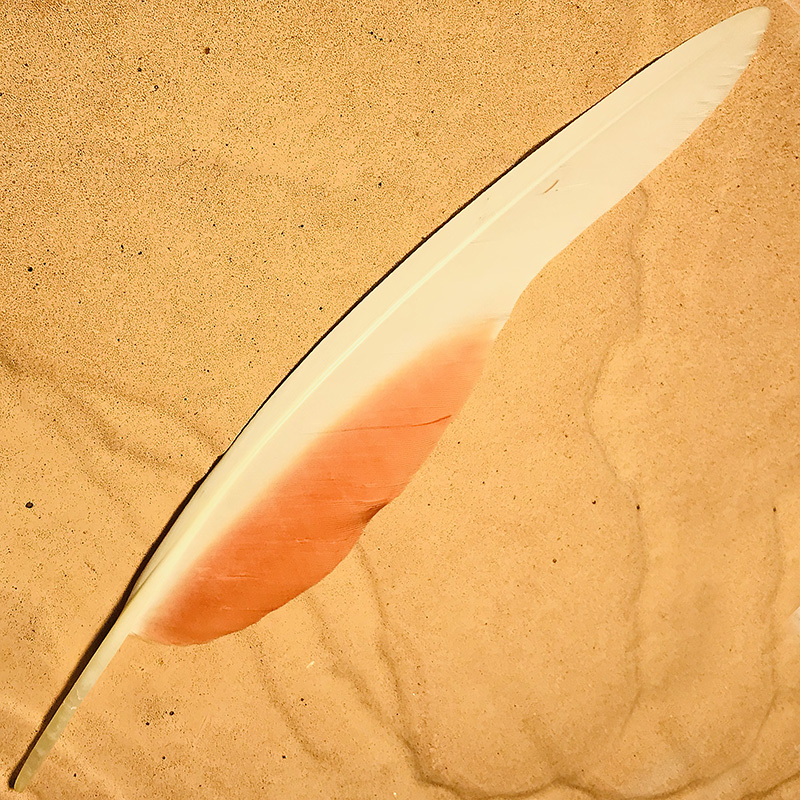 (image for) No.07 Major Mitchell Flight Wing Feather