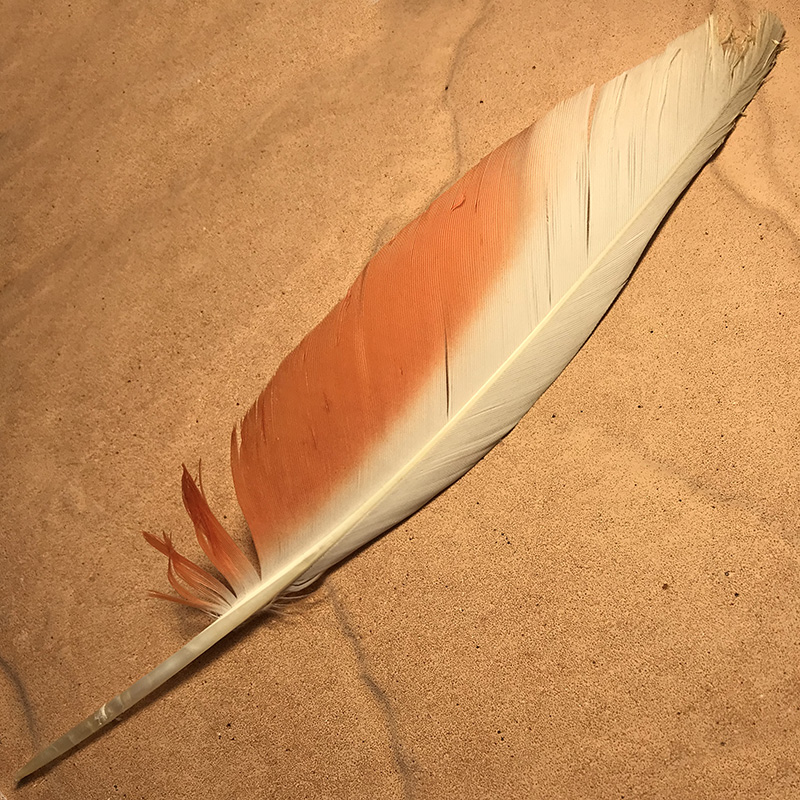 (image for) No.08 Major Mitchell Flight Wing Feather