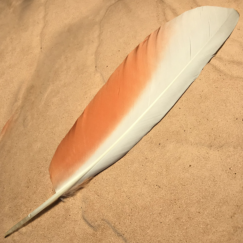 (image for) No.112 Major Mitchell Primary Wing Feather