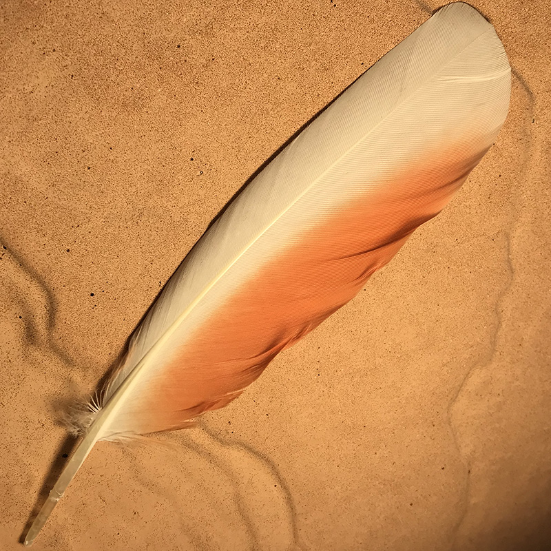 (image for) No.114 Major Mitchell Primary Wing Feather