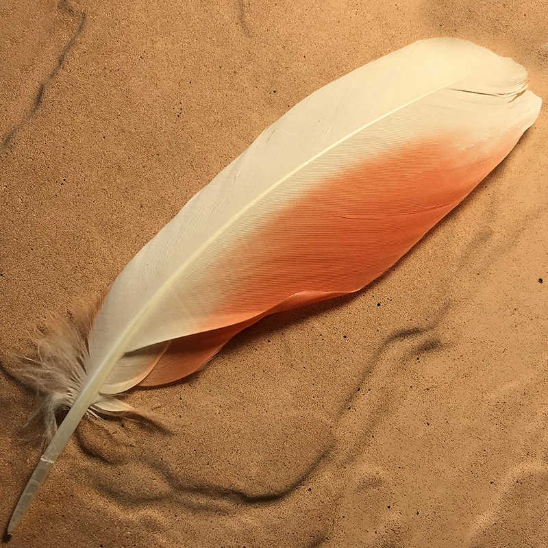 (image for) No.302 Major Mitchell Secondary Wing Feather