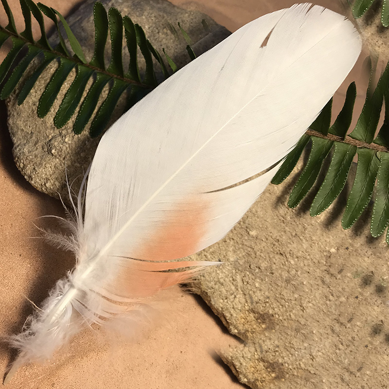 (image for) 150mm Major Mitchell Cockatoo Shoulder Feather No.22