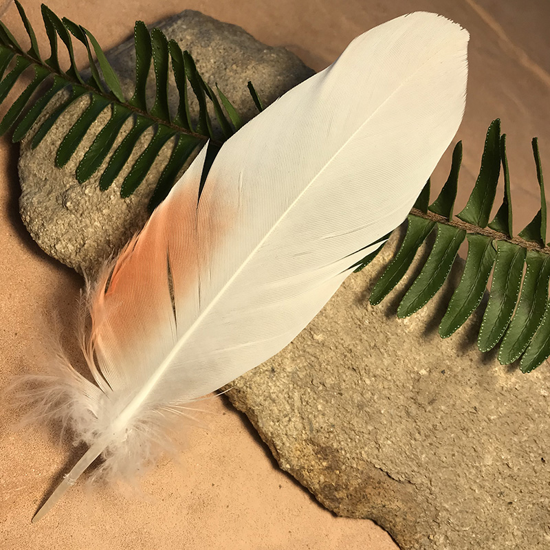 (image for) 155mm Major Mitchell Cockatoo Shoulder Feather No.24