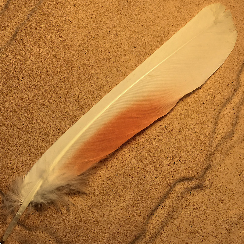 (image for) No.66 Major Mitchell Tail Feather