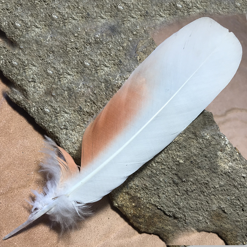 (image for) 170mm-No.75 Major Mitchell Tail Feather - Click Image to Close