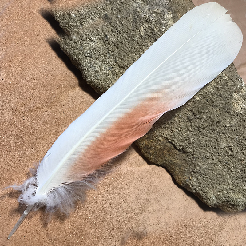 (image for) 170mm-No.77 Major Mitchell Tail Feather - Click Image to Close
