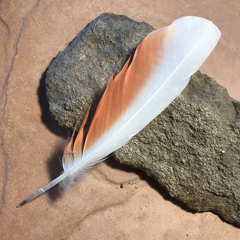 (image for) 170mm Major Mitchell Primary Wing Feather No.121 - Click Image to Close