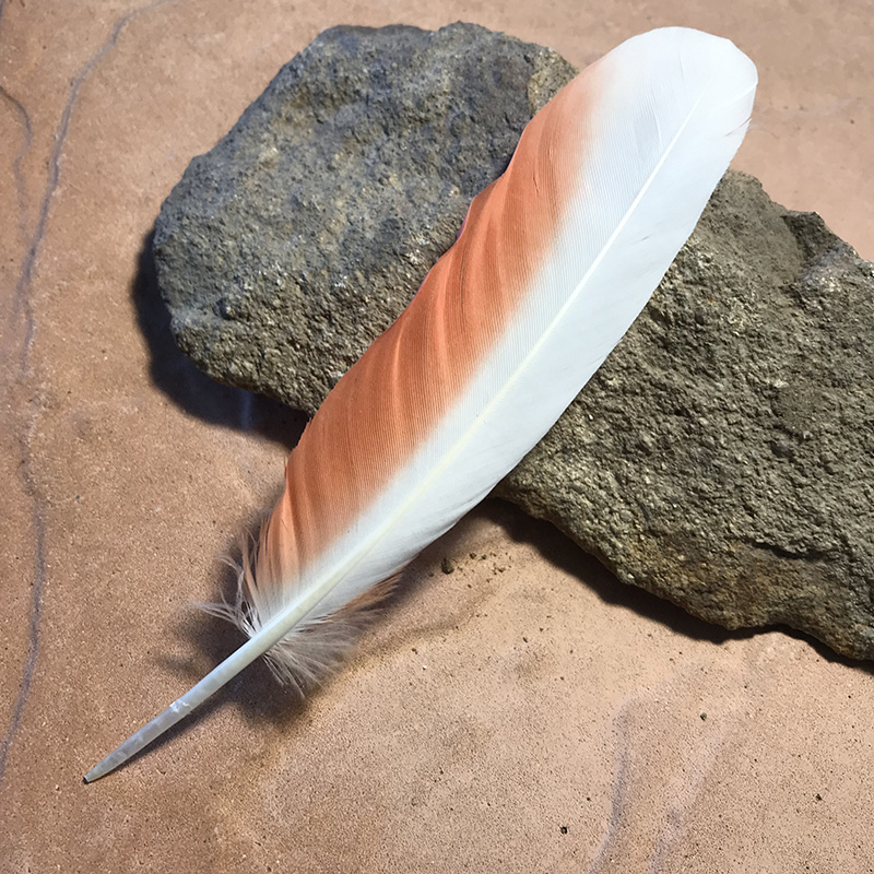(image for) 180mm Major Mitchell Primary Wing Feather No.122