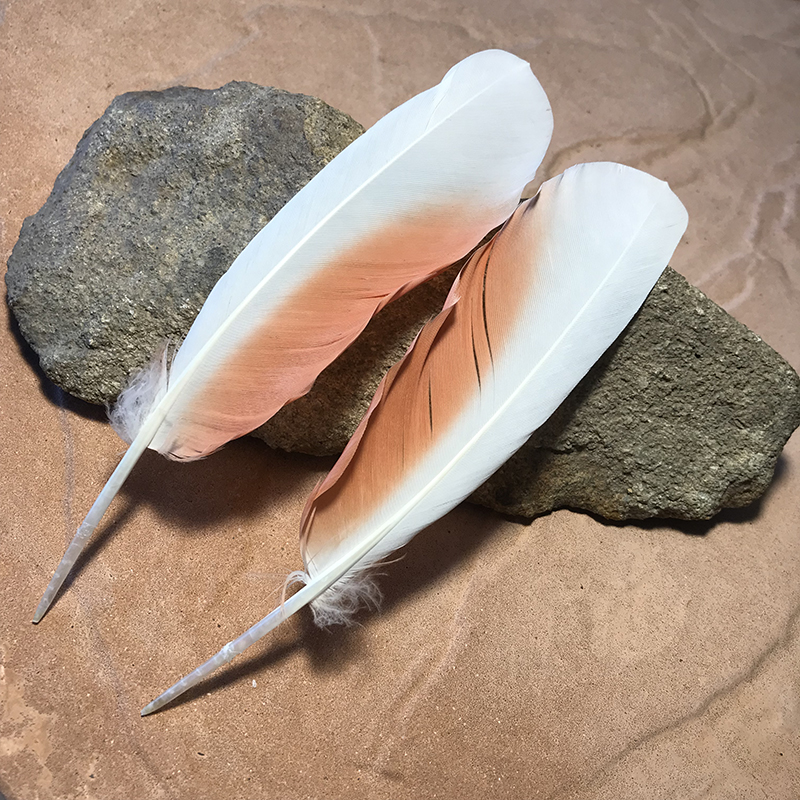 (image for) 170mm Major Mitchell Primary Wing Feather PAIR No.551 - Click Image to Close
