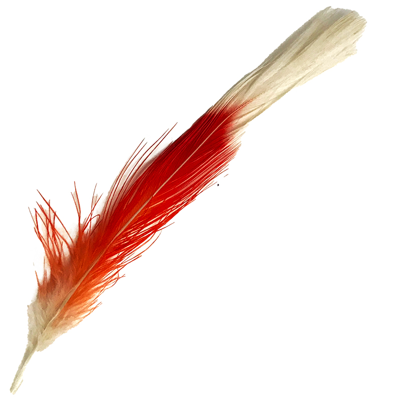 (image for) No.15 Major Mitchell Crest feather
