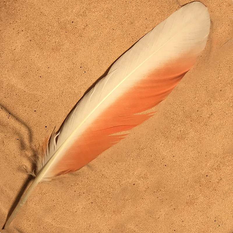 (image for) No.113 Major Mitchell Primary Wing Feather
