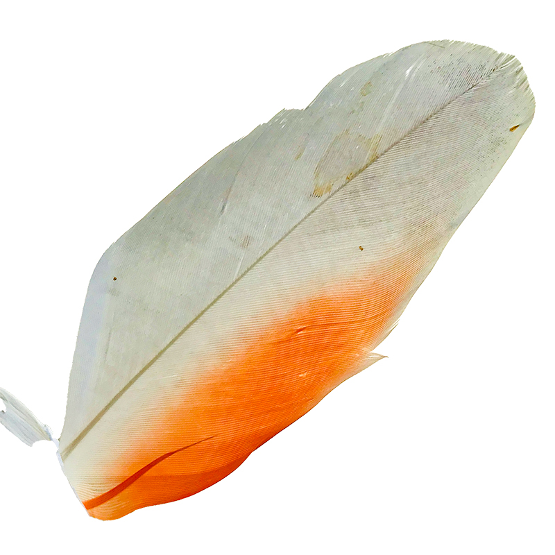 (image for) No.02 Major Mitchell Cockatoo Shoulder Feather