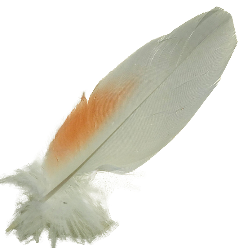 (image for) No.03 Major Mitchell Cockatoo Shoulder Feather