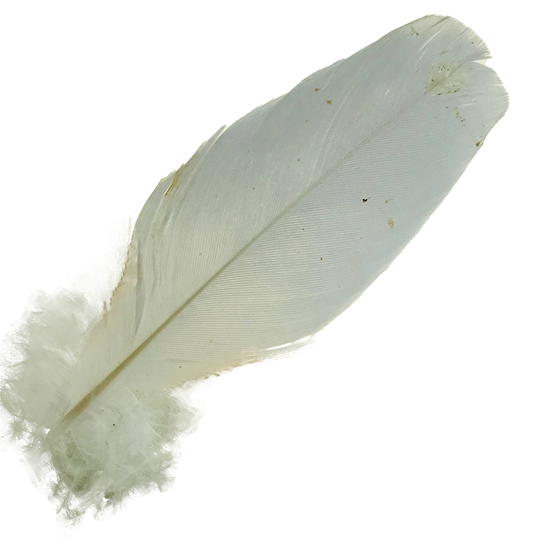 (image for) No.04 Major Mitchell Cockatoo Shoulder Feather