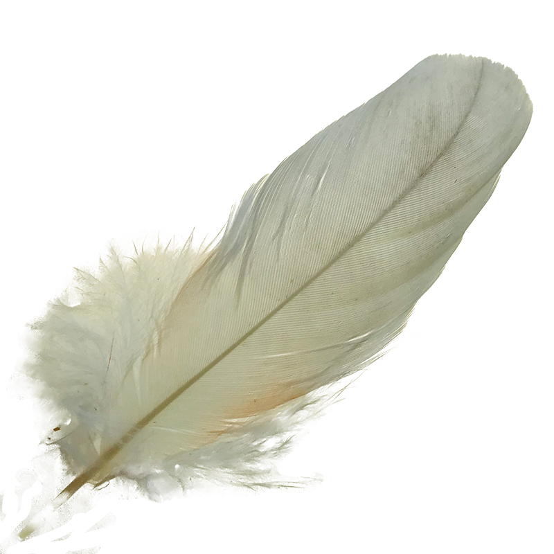 (image for) No.08 Major Mitchell Cockatoo Shoulder Feather