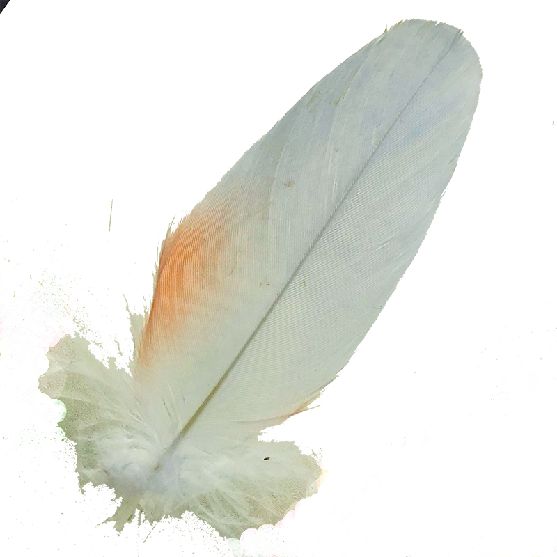 (image for) No.10 Major Mitchell Cockatoo Shoulder Feather