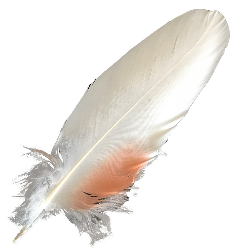 (image for) No.12 Major Mitchell Cockatoo Shoulder Feather