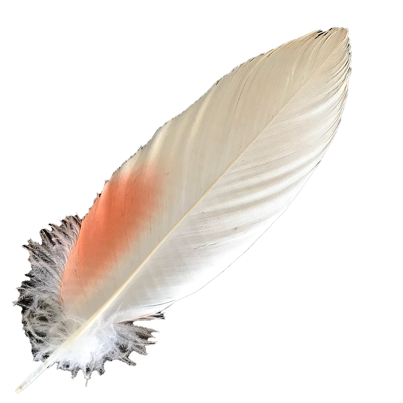 (image for) No.13 Major Mitchell Cockatoo Shoulder Feather