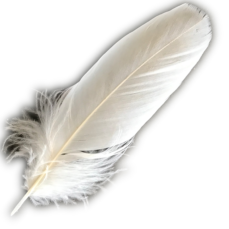 (image for) No.14 Major Mitchell Cockatoo Shoulder Feather