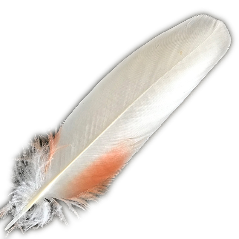 (image for) No.15 Major Mitchell Cockatoo Shoulder Feather